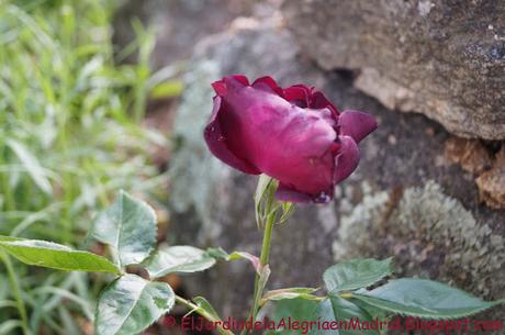 Rosa 'Night Owl', una rosa que guarda en sus pétalos toda la oscuridad de la noche Rosa 'Night Owl', una rosa que guarda en sus pétalos toda la oscuridad de la noche