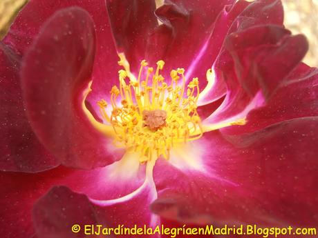 Rosa 'Night Owl', una rosa que guarda en sus pétalos toda la oscuridad de la noche Rosa 'Night Owl', una rosa que guarda en sus pétalos toda la oscuridad de la noche