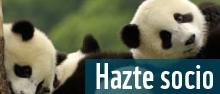 Día Internacional de los Océanos Hazte Socio