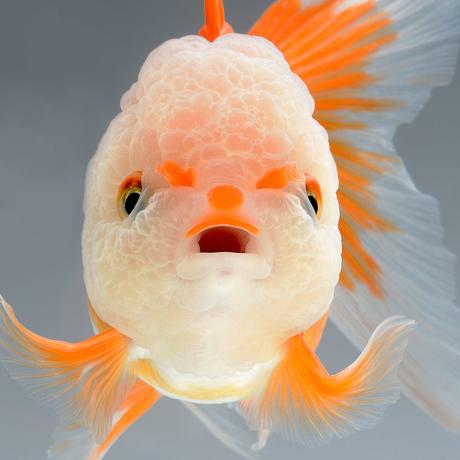 Retratos dramáticos de peces mascotas nadando fish-1