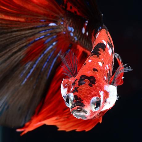 Retratos dramáticos de peces mascotas nadando fish-8