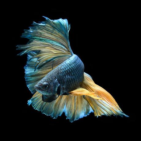 Retratos dramáticos de peces mascotas nadando fish-2
