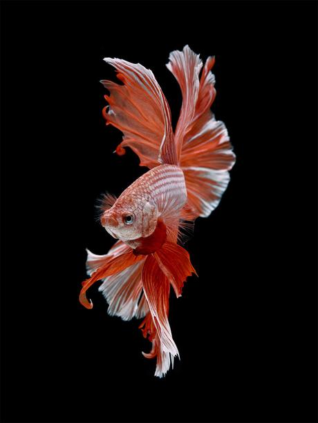 Retratos dramáticos de peces mascotas nadando fish-9