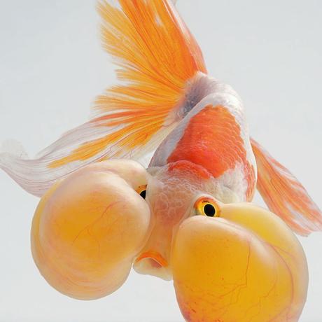 Retratos dramáticos de peces mascotas nadando fish-5