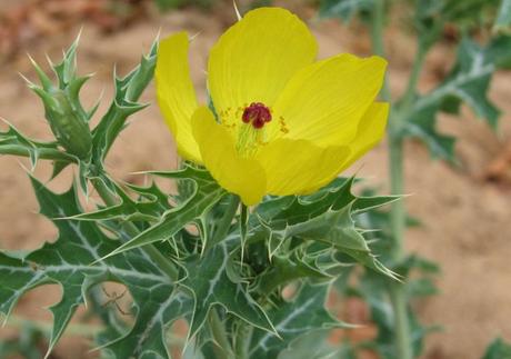 Sauce Blanco, la aspirina de la naturaleza cardo santo