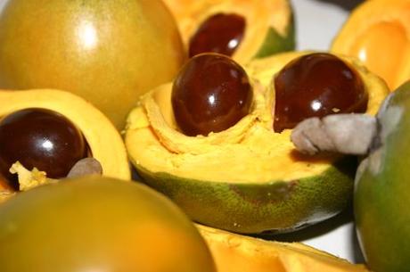 Sauce Blanco, la aspirina de la naturaleza lucuma