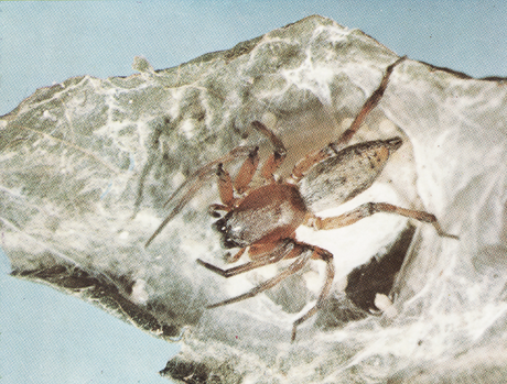 Clubiona Clubiona