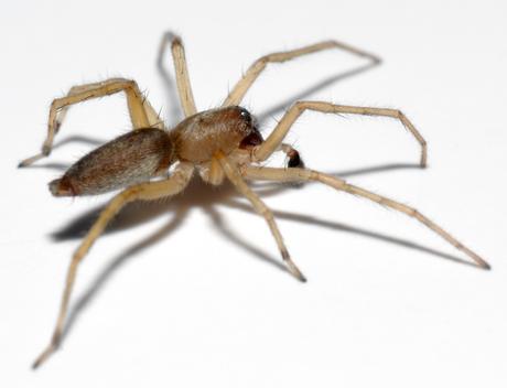 Clubiona Clubiona