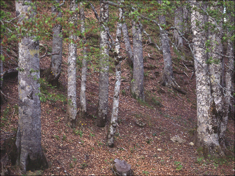 EL PAISAJE VEGETAL ESPAÑOL DE LA REGIÓN EUROSIBERIANA (CLIMA OCEÁNICO)