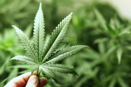 img_0587-1.jpg Cambios cerebrales relacionados con el consumo prolongado de marihuana