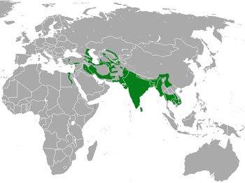 Distribución del gato de la jungla