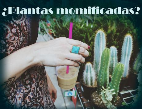 ¿Plantas momificadas? ¿Plantas momificadas?