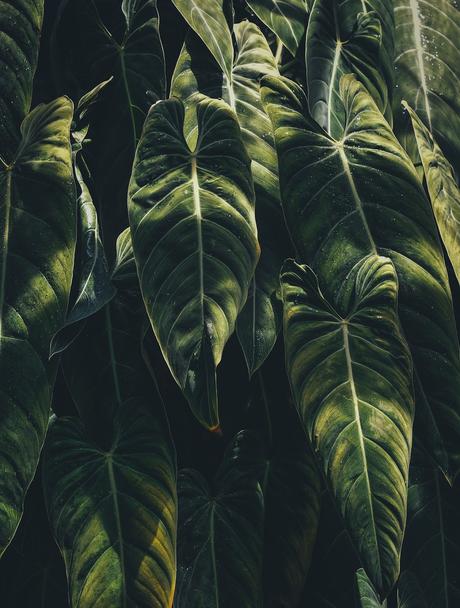 Plantas preservadas Usos en Interiorismo e Arquitectura