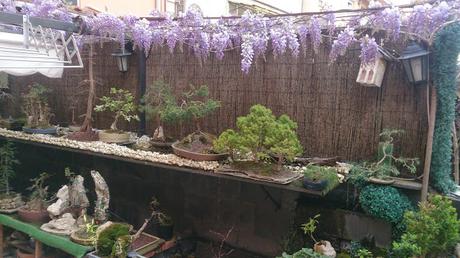 Una Wisteria : entre planta de acento - bonsai mame