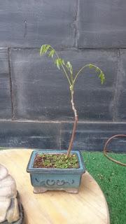 Una Wisteria : entre planta de acento - bonsai mame