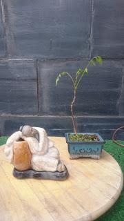 Una Wisteria : entre planta de acento - bonsai mame