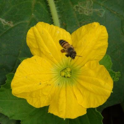 Si no hay abejas no hay melones Si no hay abejas no hay melones