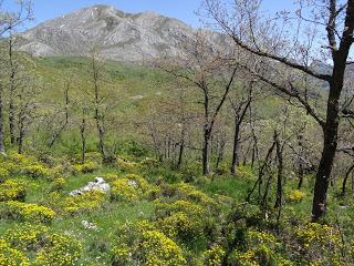 Alto'l Palo-Pico Rozas-La Lastrona-Peña la Carba-Robledo de Caldas-El Panazal