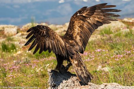 HIDES SIERRA DE GUADARRAMA EN MADRID -DOCUMENTO GRÁFICO COMPLETO DE MI VISITA