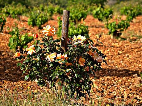 Viñedos y comidas en bodegas: Enoturismo/EnoToro2016.