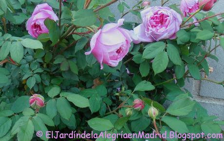 Rosa 'Alan Titchmarsh'. La importancia del tipo de suelo en su color Rosa 'Alan Titchmarsh'. La importancia del tipo de suelo en su color