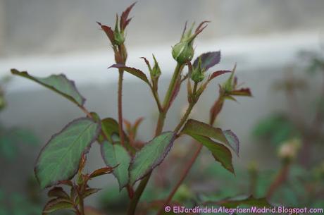 Rosa 'Alan Titchmarsh'. La importancia del tipo de suelo en su color Rosa 'Alan Titchmarsh'. La importancia del tipo de suelo en su color
