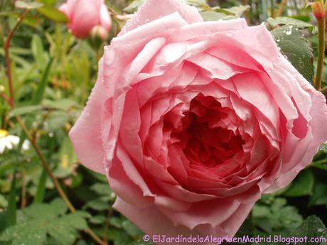 Rosa 'Alan Titchmarsh'. La importancia del tipo de suelo en su color Rosa 'Alan Titchmarsh'. La importancia del tipo de suelo en su color