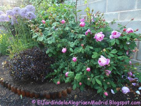 Rosa 'Alan Titchmarsh'. La importancia del tipo de suelo en su color Rosa 'Alan Titchmarsh'. La importancia del tipo de suelo en su color