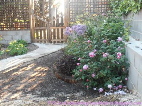 Rosa 'Alan Titchmarsh'. La importancia del tipo de suelo en su color Rosa 'Alan Titchmarsh'. La importancia del tipo de suelo en su color