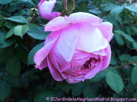 Rosa 'Alan Titchmarsh'. La importancia del tipo de suelo en su color Rosa 'Alan Titchmarsh'. La importancia del tipo de suelo en su color