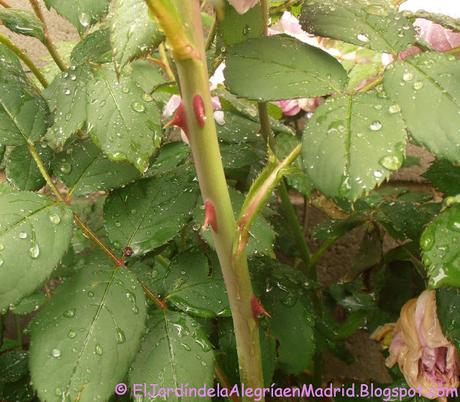Rosa 'Alan Titchmarsh'. La importancia del tipo de suelo en su color Rosa 'Alan Titchmarsh'. La importancia del tipo de suelo en su color