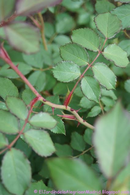 Rosa 'Alan Titchmarsh'. La importancia del tipo de suelo en su color Rosa 'Alan Titchmarsh'. La importancia del tipo de suelo en su color