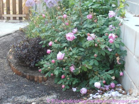 Rosa 'Alan Titchmarsh'. La importancia del tipo de suelo en su color Rosa 'Alan Titchmarsh'. La importancia del tipo de suelo en su color