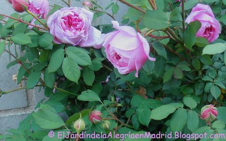 Rosa 'Alan Titchmarsh'. La importancia del tipo de suelo en su color Rosa 'Alan Titchmarsh'. La importancia del tipo de suelo en su color