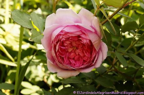 Rosa 'Alan Titchmarsh'. La importancia del tipo de suelo en su color Rosa 'Alan Titchmarsh'. La importancia del tipo de suelo en su color