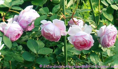 Rosa 'Alan Titchmarsh'. La importancia del tipo de suelo en su color Rosa 'Alan Titchmarsh'. La importancia del tipo de suelo en su color