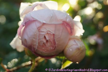 Rosa 'Alan Titchmarsh'. La importancia del tipo de suelo en su color Rosa 'Alan Titchmarsh'. La importancia del tipo de suelo en su color