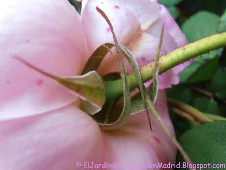 Rosa 'Alan Titchmarsh'. La importancia del tipo de suelo en su color Rosa 'Alan Titchmarsh'. La importancia del tipo de suelo en su color