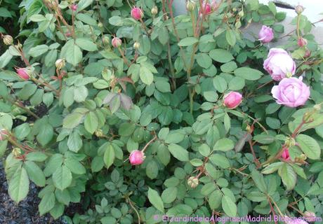 Rosa 'Alan Titchmarsh'. La importancia del tipo de suelo en su color Rosa 'Alan Titchmarsh'. La importancia del tipo de suelo en su color
