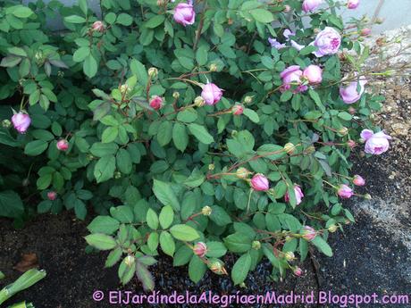 Rosa 'Alan Titchmarsh'. La importancia del tipo de suelo en su color Rosa 'Alan Titchmarsh'. La importancia del tipo de suelo en su color