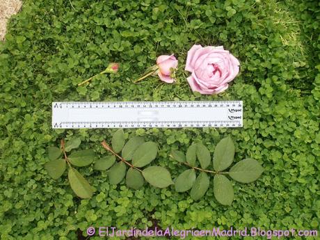 Rosa 'Alan Titchmarsh'. La importancia del tipo de suelo en su color Rosa 'Alan Titchmarsh'. La importancia del tipo de suelo en su color