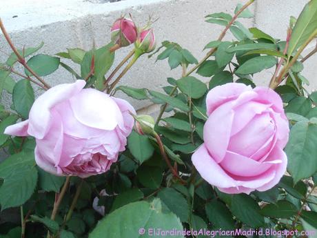 Rosa 'Alan Titchmarsh'. La importancia del tipo de suelo en su color Rosa 'Alan Titchmarsh'. La importancia del tipo de suelo en su color