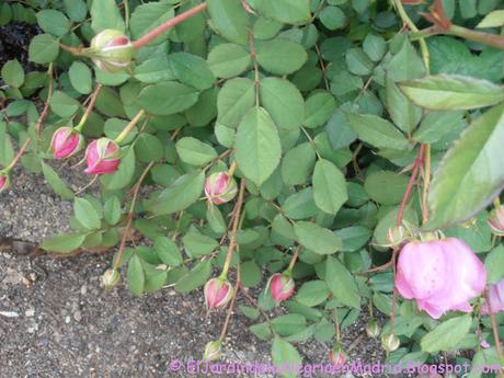 Rosa 'Alan Titchmarsh'. La importancia del tipo de suelo en su color Rosa 'Alan Titchmarsh'. La importancia del tipo de suelo en su color