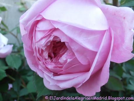 Rosa 'Alan Titchmarsh'. La importancia del tipo de suelo en su color Rosa 'Alan Titchmarsh'. La importancia del tipo de suelo en su color