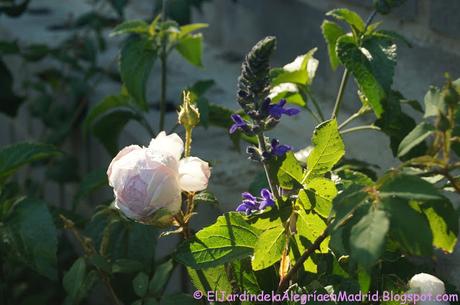 Rosa 'Alan Titchmarsh'. La importancia del tipo de suelo en su color Rosa 'Alan Titchmarsh'. La importancia del tipo de suelo en su color