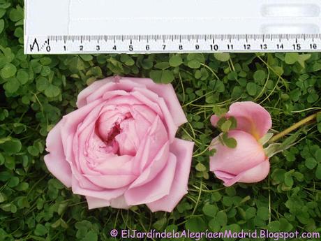 Rosa 'Alan Titchmarsh'. La importancia del tipo de suelo en su color Rosa 'Alan Titchmarsh'. La importancia del tipo de suelo en su color