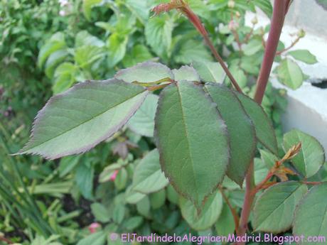 Rosa 'Alan Titchmarsh'. La importancia del tipo de suelo en su color Rosa 'Alan Titchmarsh'. La importancia del tipo de suelo en su color