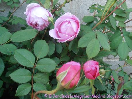Rosa 'Alan Titchmarsh'. La importancia del tipo de suelo en su color Rosa 'Alan Titchmarsh'. La importancia del tipo de suelo en su color