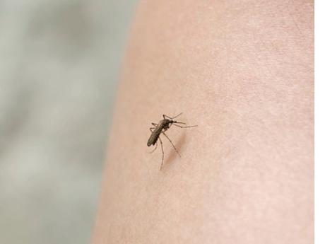 Las picaduras de los mosquitos, ¡mejor prevenirlas!
