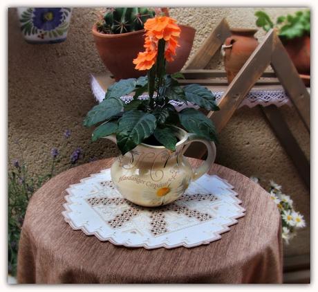 Amapola Amapola